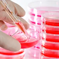 INDICATOR LACTOBACILLUS MRS AGAR (MRS AGAR